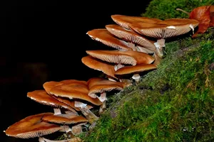 Forstwirtschaftliche Branchen